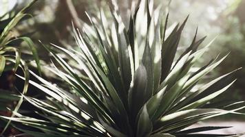 bosque tropical con plantas y árboles a la luz del sol foto