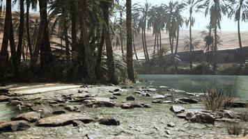 oasis in the middle of the desert with a lot of trees photo