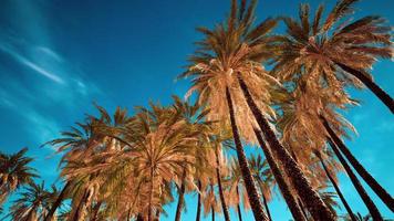 coconut palm trees on blue sky photo