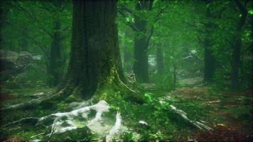 dark forest with moss and sun rays shining trough photo