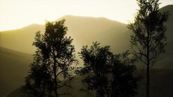 Carpatian mountains fog and mist at the pine forest photo