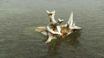 dead tree branches and trunk in the sea photo