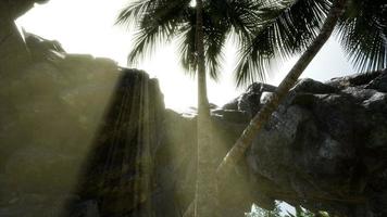 Big Palms in Stone Cave with Rays of Sunlight photo