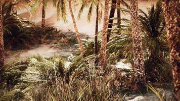 palm trees in the desert with sand dunes photo