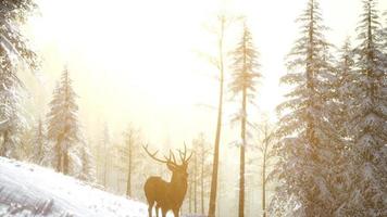 Proud Noble Deer Male in Winter Snow Forest photo