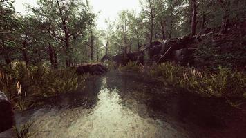 deciduous forest is reflected in the small lake photo