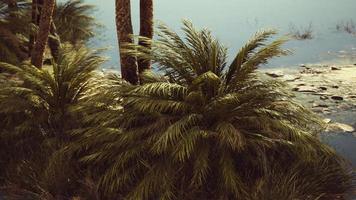 Palm trees flourish around a pool of water at a park in Palm Desert photo