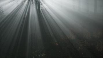 bosque de coníferas retroiluminado por el sol fising en un brumoso foto