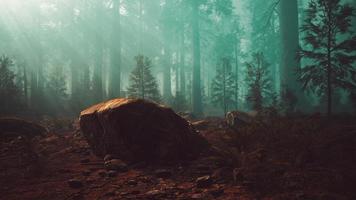 deep in the forest on a misty morning photo