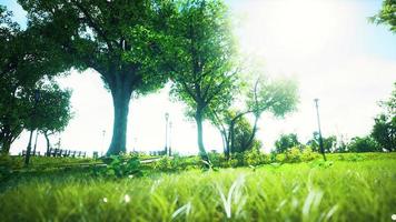 Landscape lawn in a park with trees and fresh grass photo