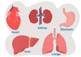 Heart, lungs, kidneys, liver, stomach, human organs