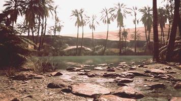 estanque y palmeras en un oasis en el desierto foto