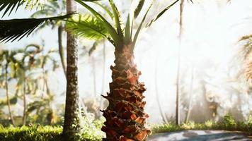 tropical garden with palm trees in sun rays photo