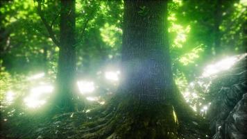 luz del sol en el bosque verde foto