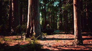 bosque de secuoyas gigantes del parque nacional de secuoyas en las montañas de california foto