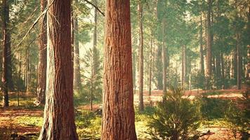 secuoyas gigantes en el bosque gigante del parque nacional de secuoyas foto