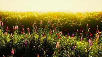 Beautiful summer meadow with wild flowers in grass against of dawn morning photo