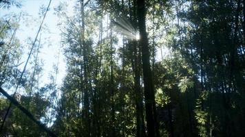 Windy Tranquil Arashiyama Bamboo Grove photo