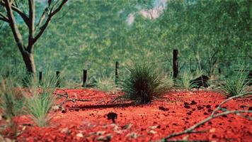 australian bush with trees on red sand photo