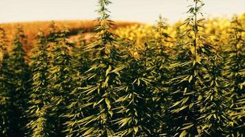 Field of industrial hemp cannabis in the evening sun photo