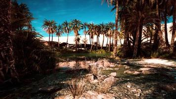 estanque y palmeras en un oasis en el desierto foto