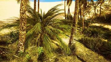 Inside view of the oasis in Tunisia photo