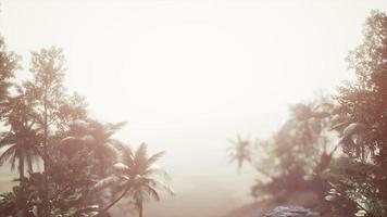 selva tropical de palmeras en la niebla foto