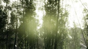 Lanscape of bamboo tree in tropical rainforest, Malaysia photo