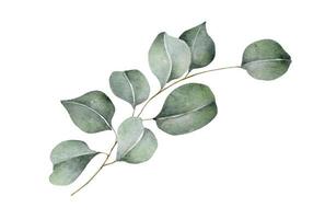 Green eucalyptus leaves and branches. Watercolor illustration. vector