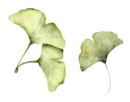 Set of ginkgo leaves. Watercolor illustration. vector