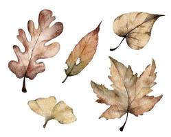 Set of colorful autumn leaves. Watercolor illustration. vector