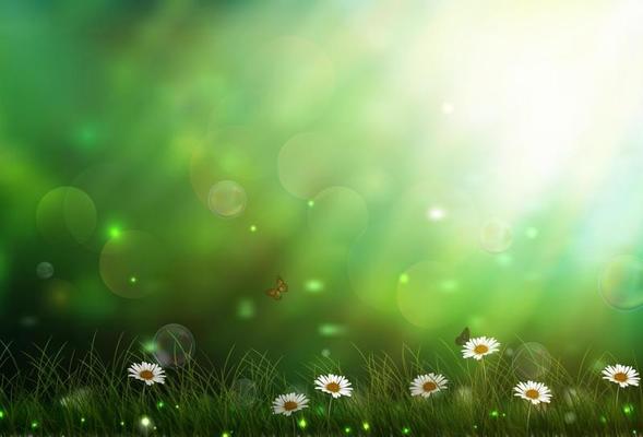 Daisies in a meadow, close-up