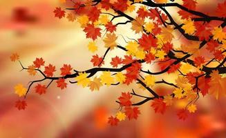 Bright colorful leaves on the branches in the autumn forest. Vector