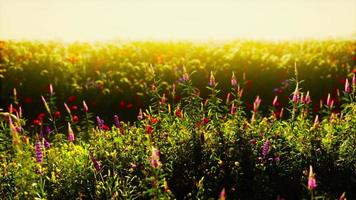 Flowers on the mountain field during sunrise in the summer time photo