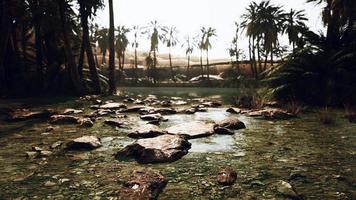 estanque y palmeras en un oasis en el desierto foto