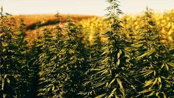 green technical marihuana cannabis field photo