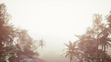 Tropical Palm Rainforest in Fog photo