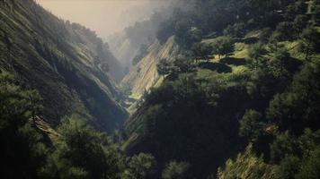 árboles verdes en el cañón al atardecer con niebla foto