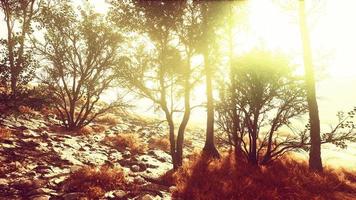 big pine trees growing from rocky outcropping in the mountains photo