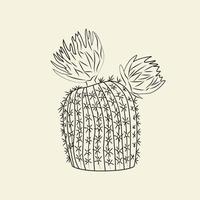 Notocactus isolated on light background. Wild cacti sketch. Cactus engraving vintage style. vector