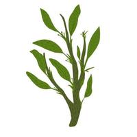 Twig with foliage isolated on white background. Abstract botanical sketch hand drawn in style doodle. vector