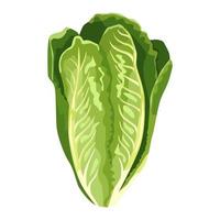 lechuga romana aislada sobre fondo blanco. tipo ensalada de estilo plano. símbolo de agricultura para cualquier propósito. vector