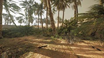 sunset in the desert above the oasis with palm trees and sand dunes photo