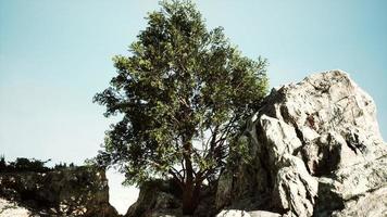 Beautiful mountain sea cliff on seashore with tree photo