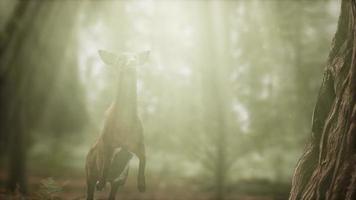 extreme slow motion deer jump in pine forest photo