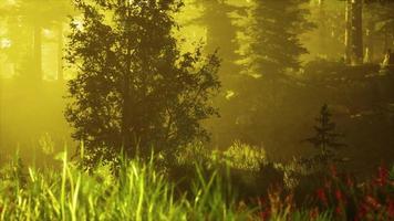 bosque de coníferas retroiluminado por el sol naciente en un día brumoso foto