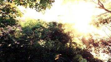 Misty forest at dawn on the first day of autumn. photo