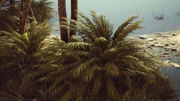 Palm trees flourish around a pool of water at a park in Palm Desert video