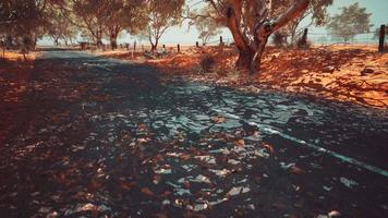 open road in Australia with bush trees video