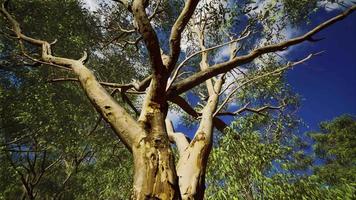 eucaliptus in australië rood centrum video